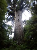 Waipoua Forest